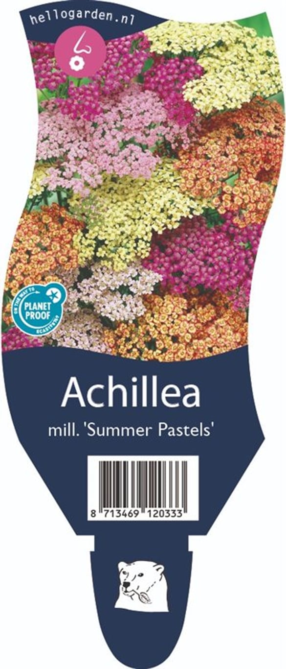 Achillea m. Summer Pastels Mix - P11